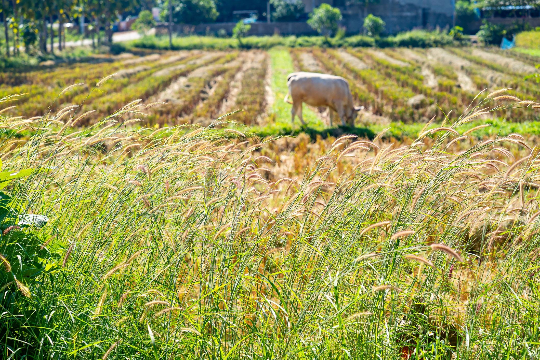 Understanding Regenerative Ranching