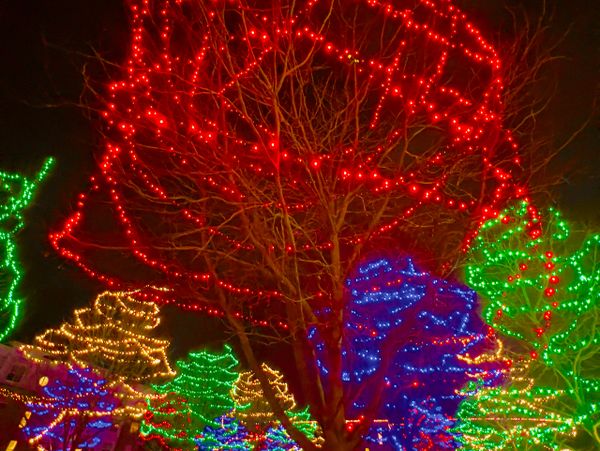 Trees decorated with colorful holiday lights at night.