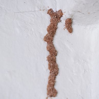 A line of ants climbing a white wall.