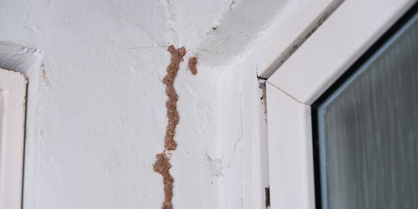 Mud tubes made by termites on a white wall near a window corner.