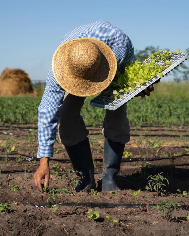 close-up of a farmer with a hat holding a tray of lettuce sprouts ready to be planted in an organic garden