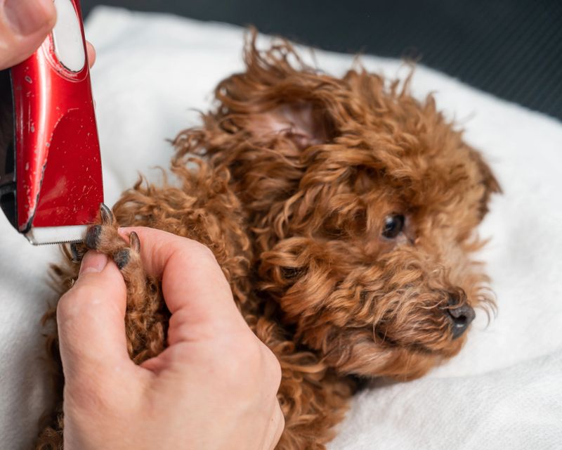 A woman cuts the hair on the paws of a brown mini toy poodle with a trimmer