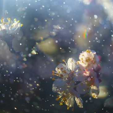 Close-up of delicate white flowers with water droplets and soft lighting.