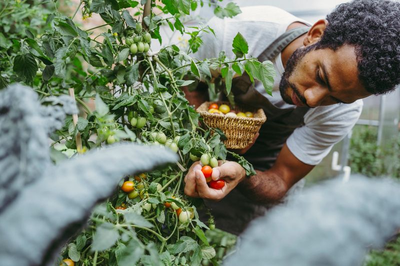 A smiling man of diverse ethnicity, dressed as a gardener, collects succulent tomatoes into a basket, surrounded by lush plants in a sunlit garden.