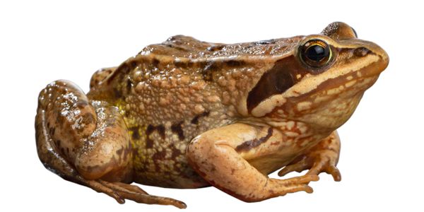 Close-up of a brown frog with textured skin on a white background.