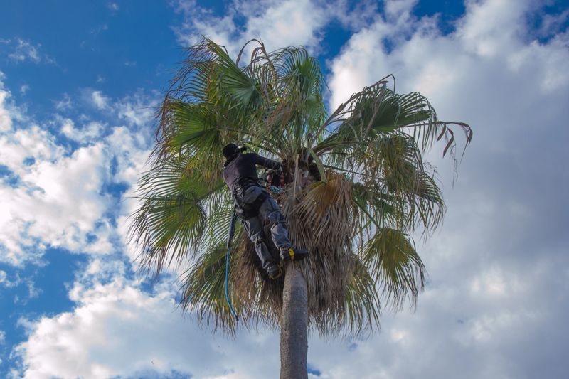 Palm tree pruner cleaning a washingtonia palm tree with blade and chainsaw and safety harness. Palm tree cleaning concept.