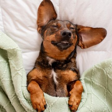 Smiling dog laying in bed