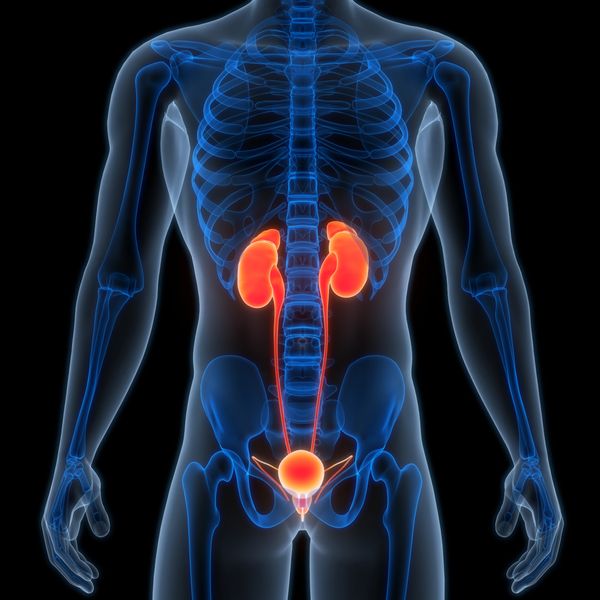 A fictional man's torso with blue skeleton and orange kidneys leading to the prostate.