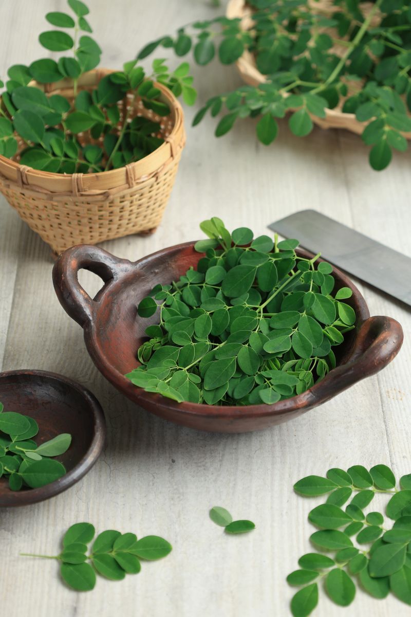 Daun Kelor or Moringa Leaves or Moringa Oleifera are the Next Superfood. Known as the ''miracle tree'' or ''tree of life'' because of its many medicinal uses.