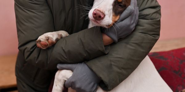 Person hugging a white and brown dog warmly.