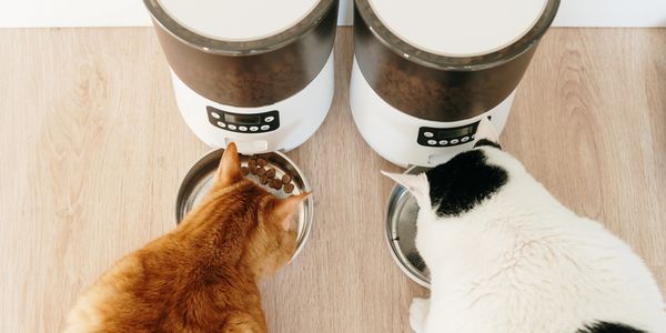 Exceptional Pet Care in Gettysburg, PA