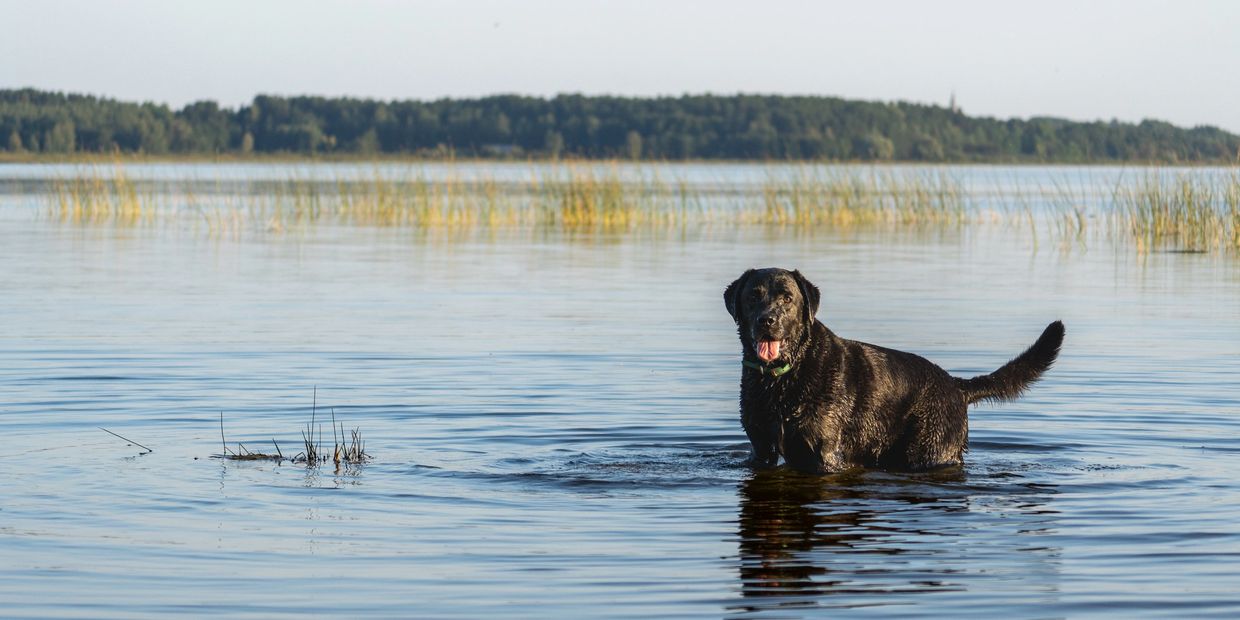 A black dog standing in shallow lake water with a forest in the background.
