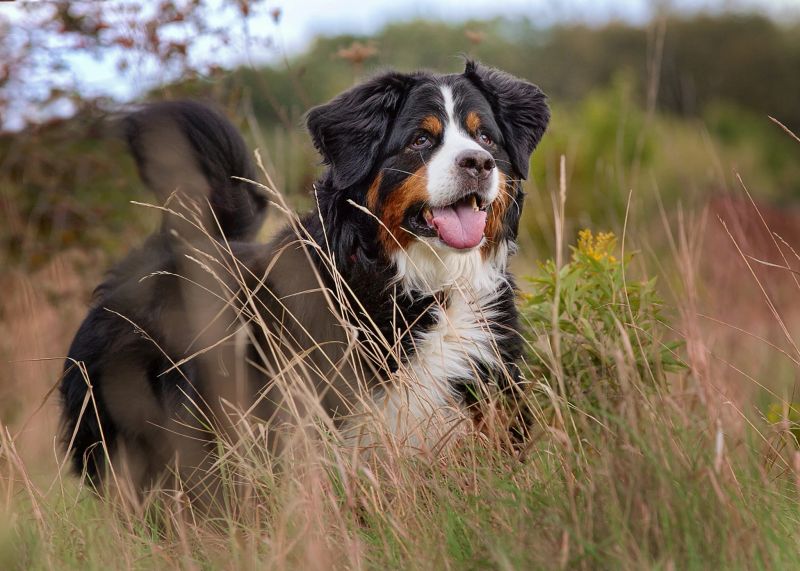 Bernese mountain dow standing in tall grass with tail up and mouth open tounge out slightly smiling