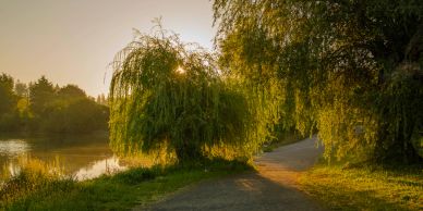 Pathway by a lake with sunlight through willow trees.