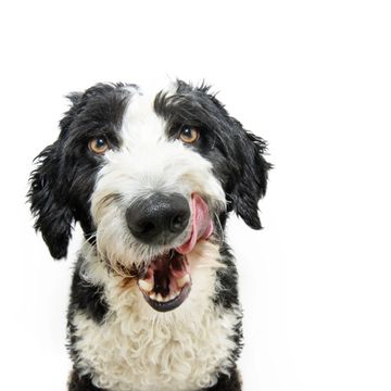 Black and white dog licking its lips with a happy expression.