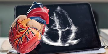 Canine or Feline echocardiogram