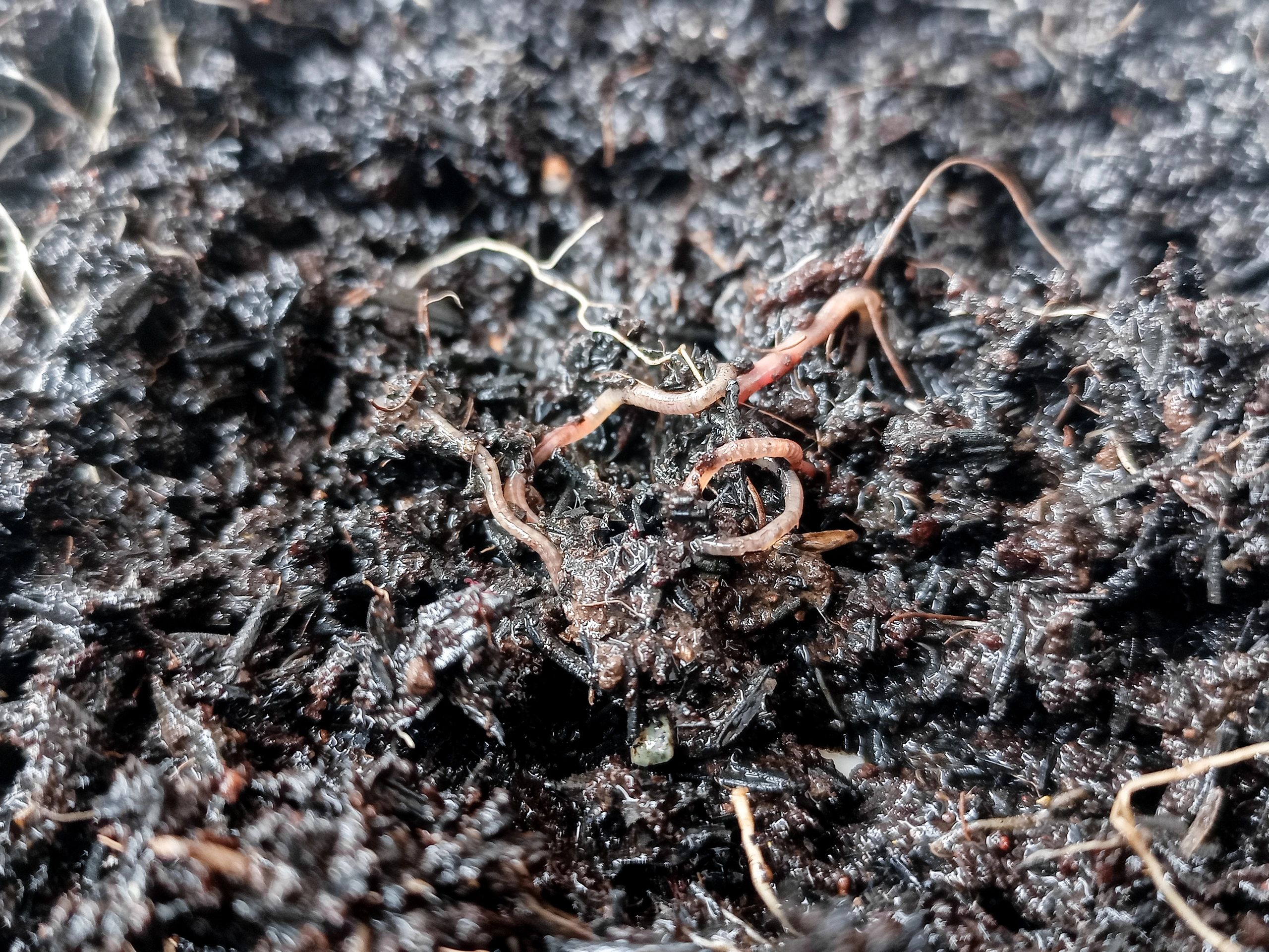 How Soil Amendments Transform Garden Beds