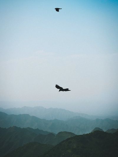 two birds soaring in a blue sky, high above a green misty mountain range
