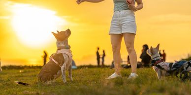 A woman trains her dogs outdoors at sunset in a grassy field.