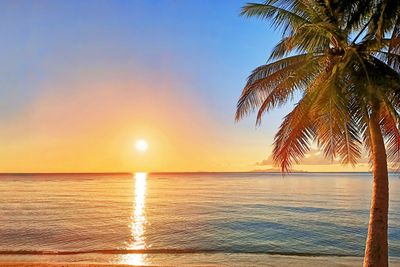 Sunset over calm ocean with palm tree on sandy beach.