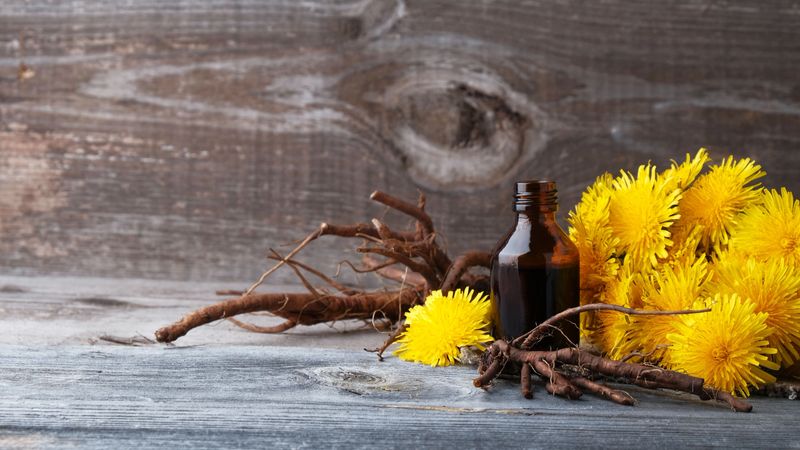 Dandelion flowers and roots and bottle with extract on  vintage wooden background with copy space, medicinal herbs, herbal medicine, traditional medicine, natural cosmetics, herbalism concept.