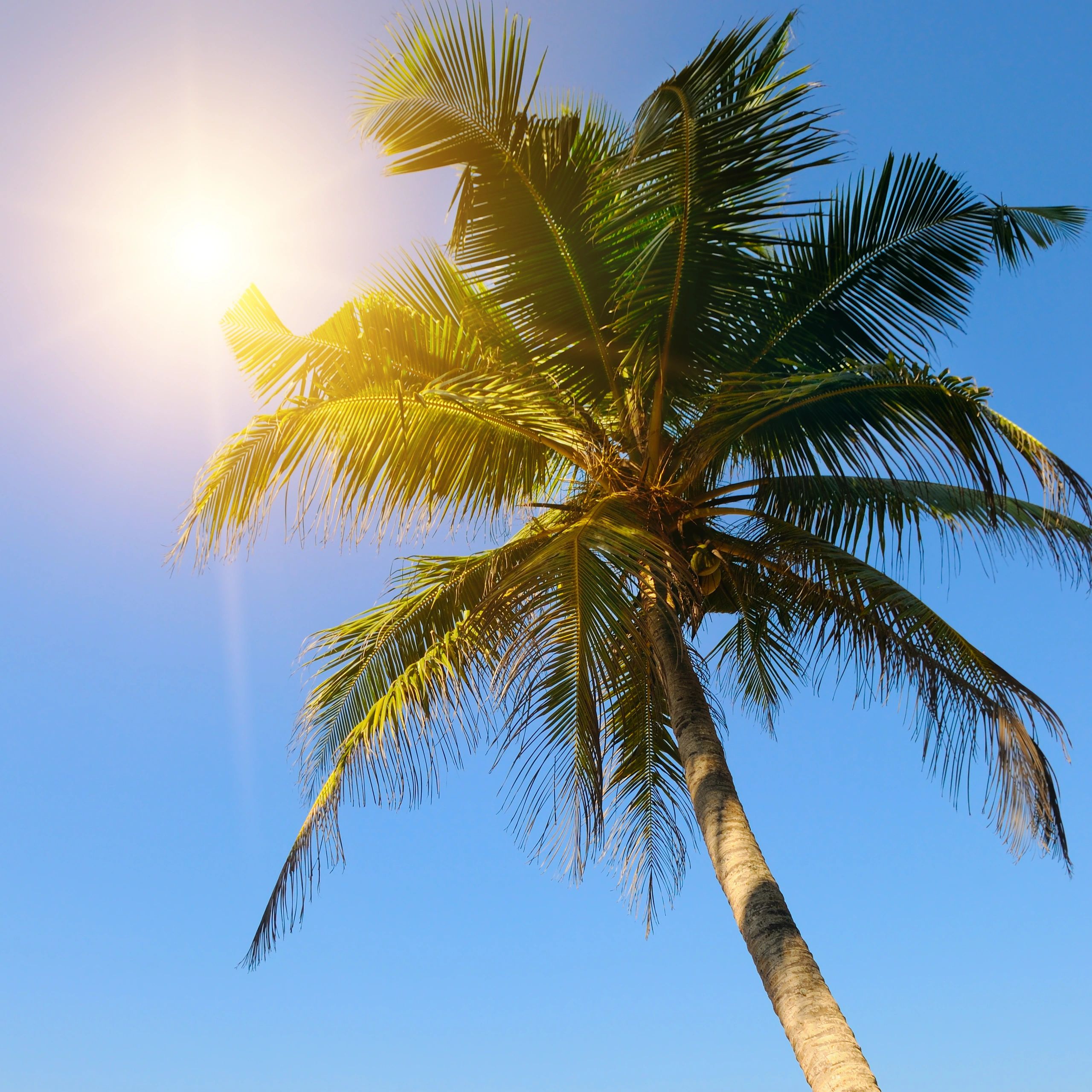 Caribbean Vacation Packages For Unforgettable Getaways