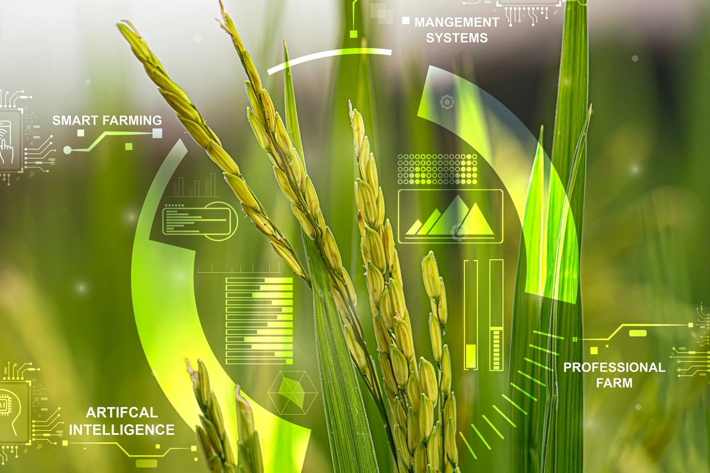 Rice plants with digital smart farming and AI overlays in a green field.