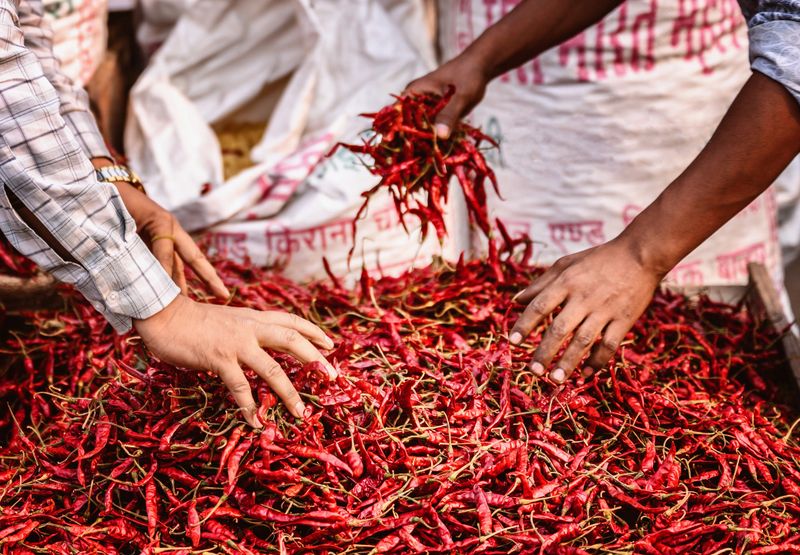 close up of male hands sorting red chili peppers at street market in old delhi