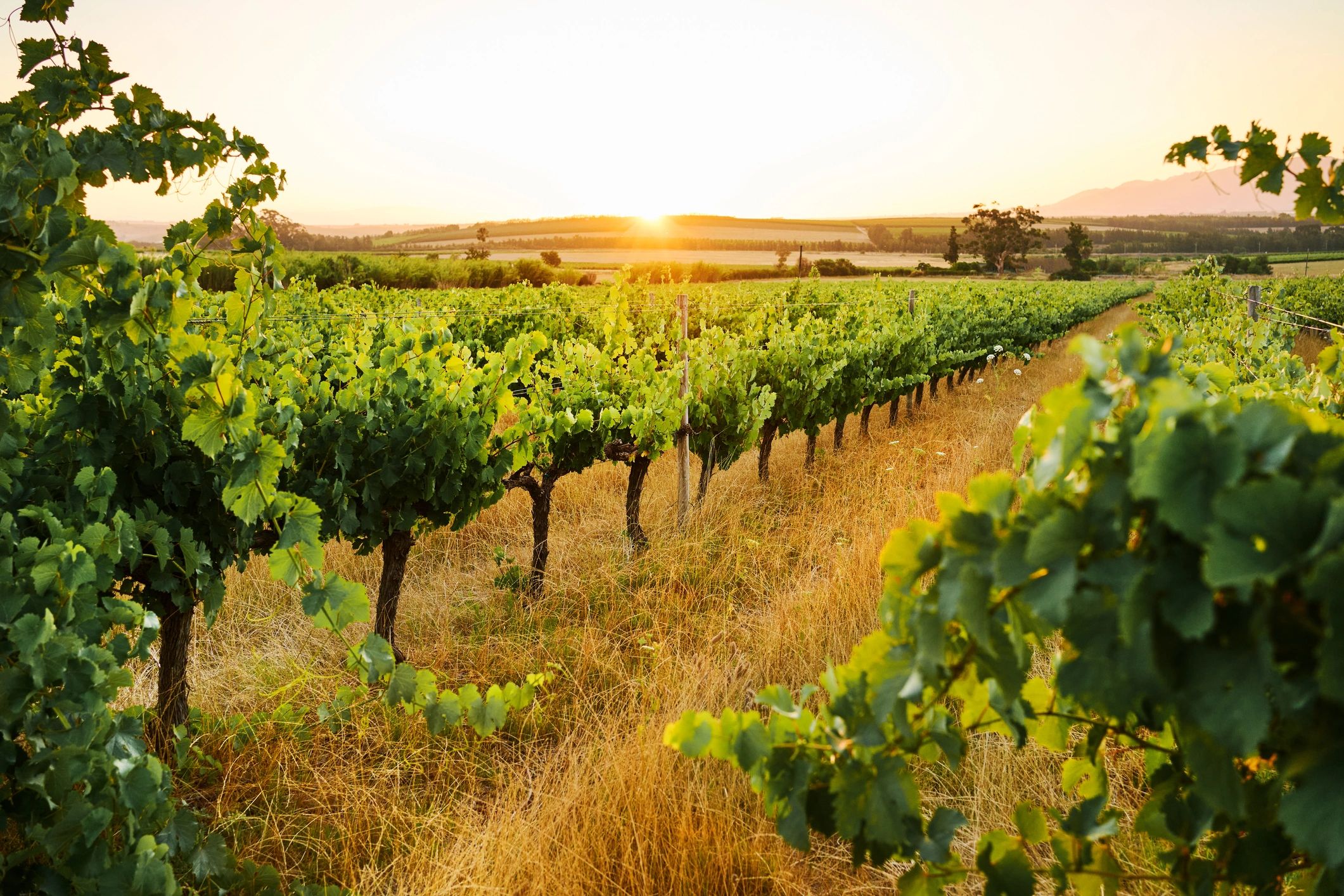 Alpas Winery hero image