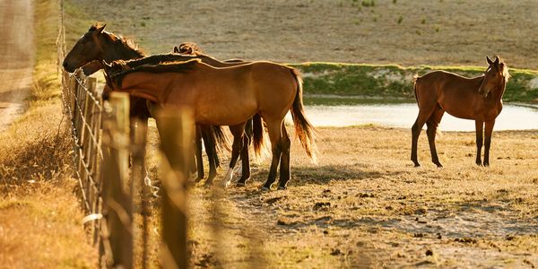 Horses standing near a fence in a dry field.
