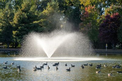 A fountain sprays water in a lake with ducks swimming.