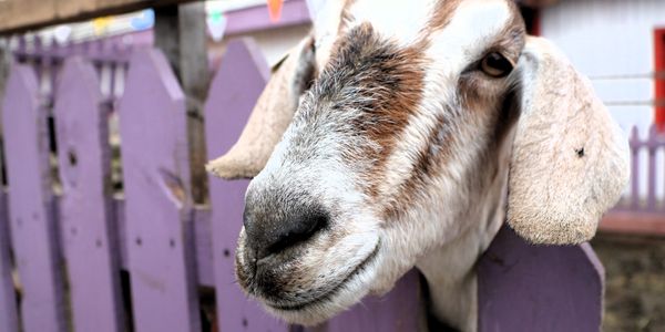 Goat Grazing service santa fe, goats mowing grass, rent a goat santa fe, goat weed eating, and Land Clearing Services in Santa Fe