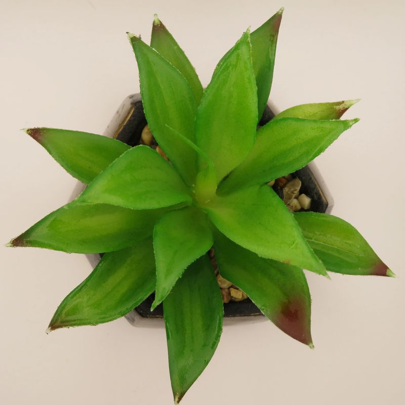 A succulent in a modern dark geometric pot, perfect for interior decoration.