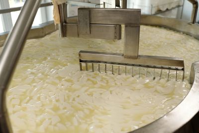 Industrial cheese curd processing in a large vat with a cutting tool.