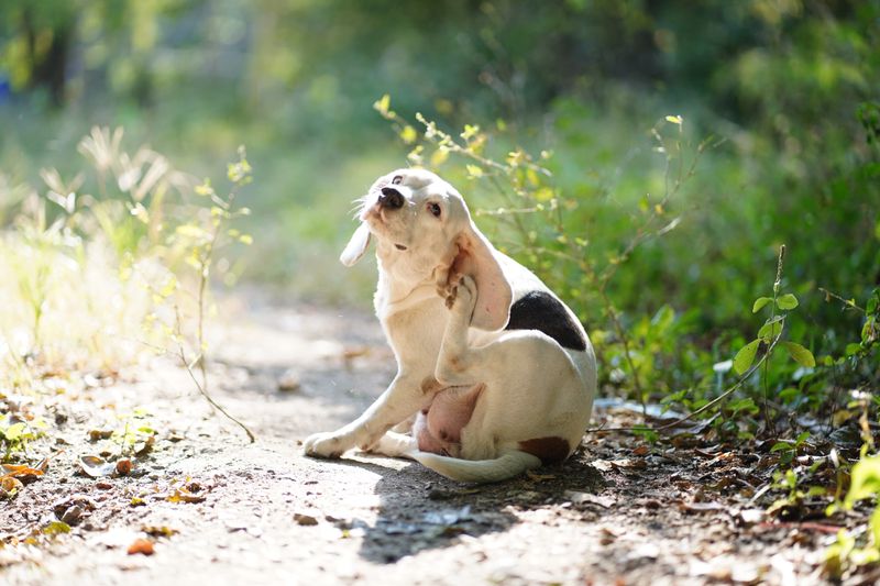 A cute white fur beagle dog is scratching its body  on the ground in the backyard.