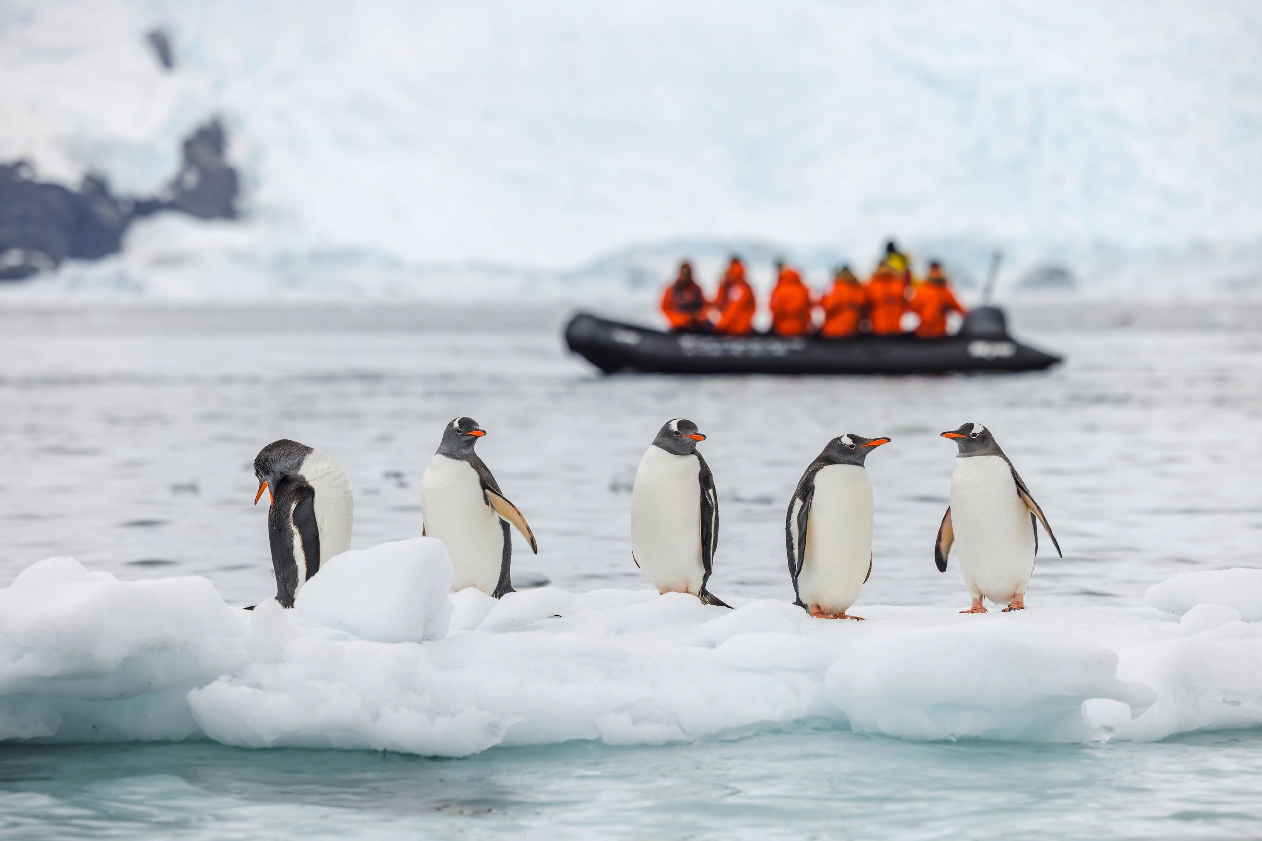 Group of penguins on ice with tourists in a boat in the background.