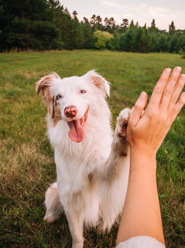 A happy dog gives a high five in a grassy field.