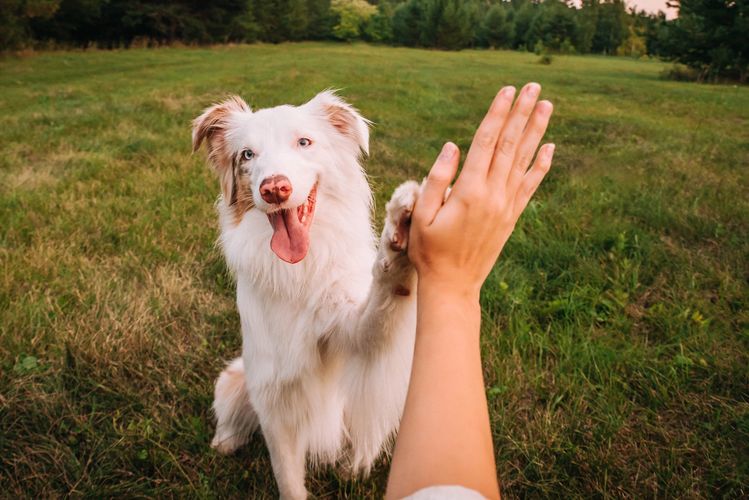 Friendly dog training in Toronto that cultivates calm, confident dogs through proven positive methods