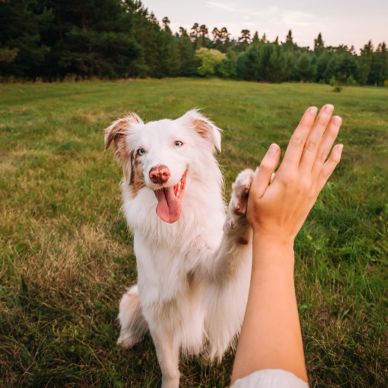 Happy dog giving a high five in a grassy field.