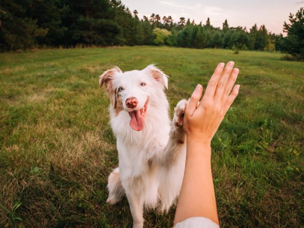 Dog giving a high five outdoors.