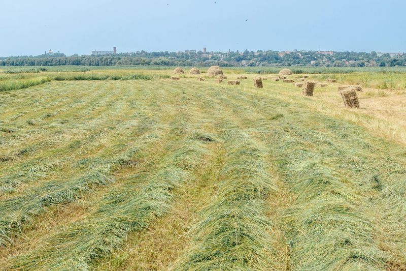 A rural landscape showing a freshly mown hay field with neatly arranged hay bales under a clear blue sky.