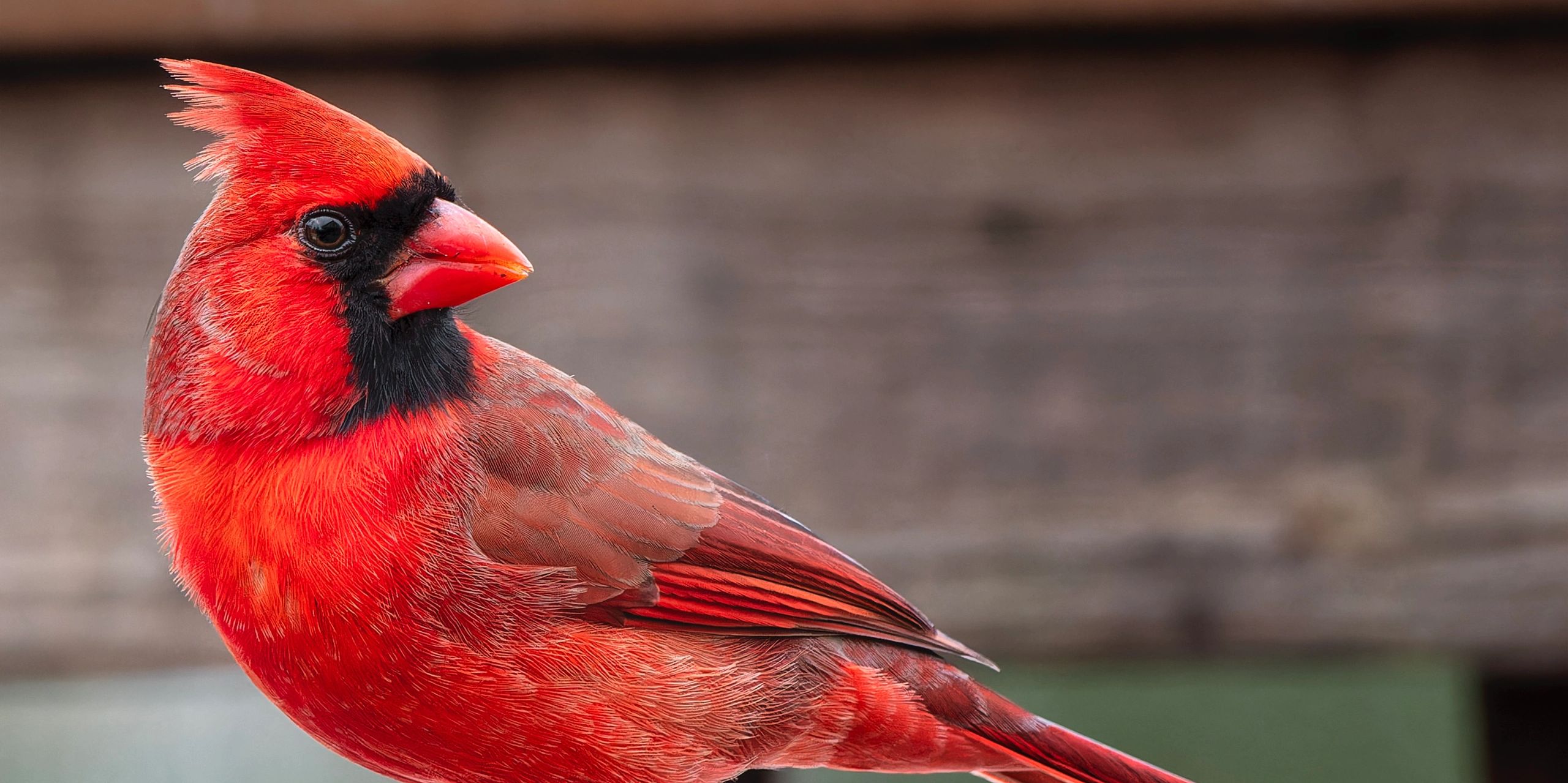 Keep a green tree in your heart and perhaps a singing bird will come.