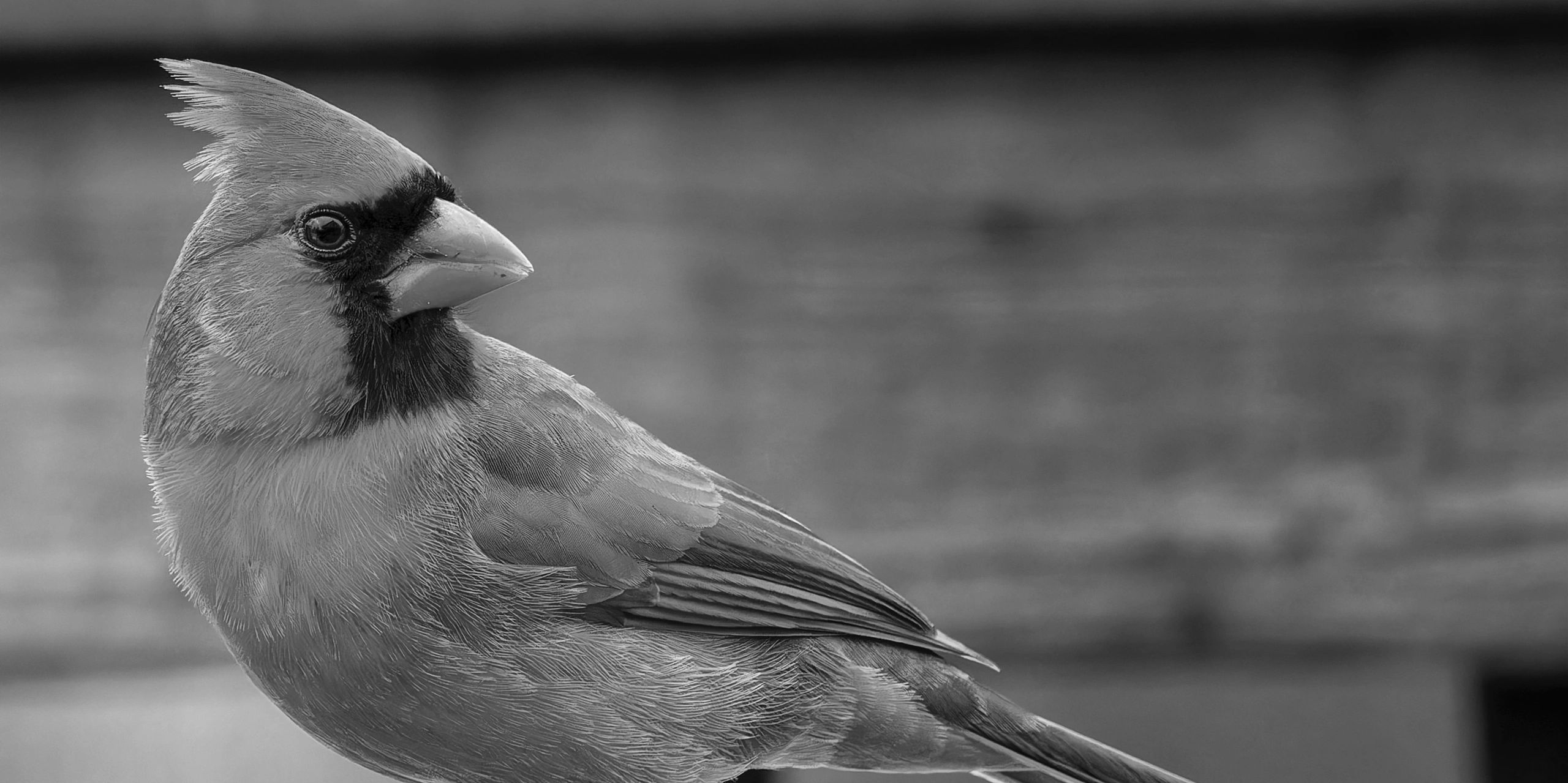 Keep a green tree in your heart and perhaps a singing bird will come.