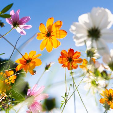 Vibrant flowers blooming under clear blue sky.