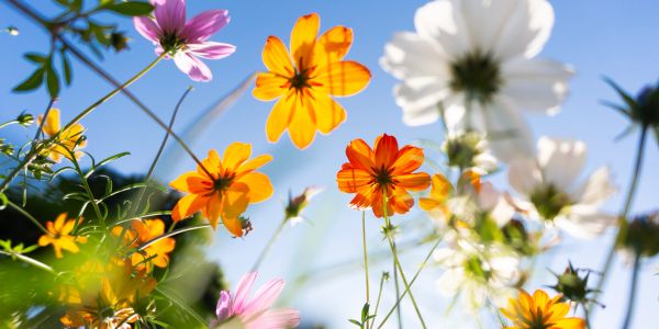 Colorful flowers blooming under a clear blue sky.