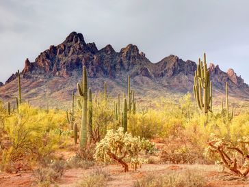 Desert landscape with cacti and mountains.