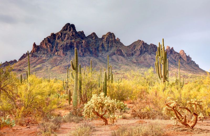 Ironwood Forest National Monument is located in the Sonoran Desert of Arizona near Tucson