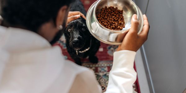 Person holding a bowl of dog food while a black dog looks up eagerly.
