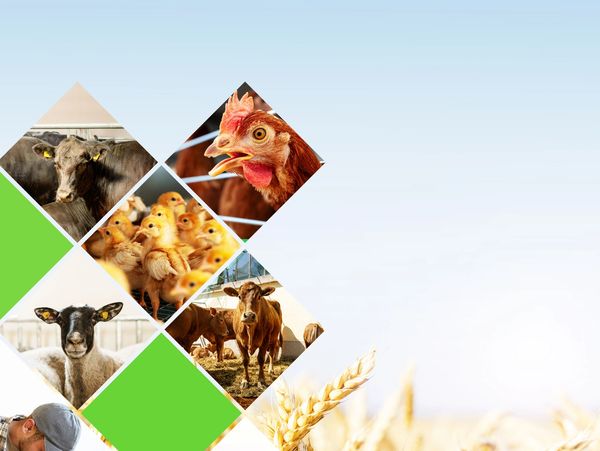 Integrity, Innovation, Collaboration, Cultivation, Resilience. 