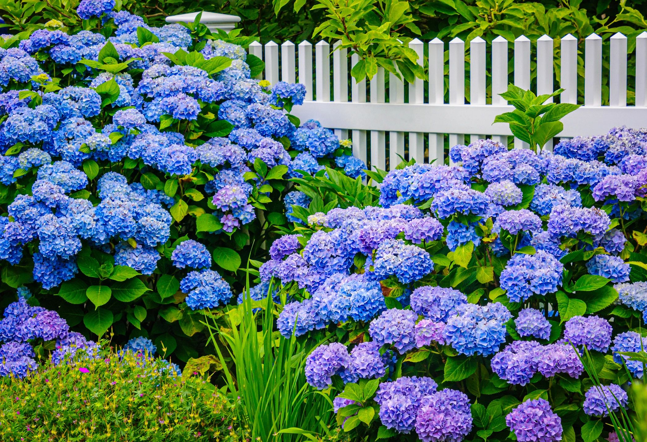 Vibrant blue and purple hydrangeas bloom against a white picket fence in a lush garden.